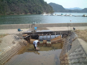 久見浜湾のイサザ漁