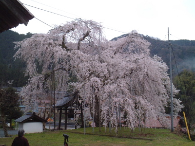 西日本一のしだれ桜