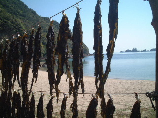 ワカメ干し・訓谷浜