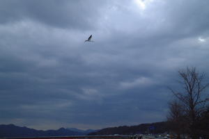 野生のコウノトリ大空を飛ぶ