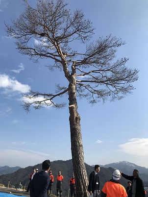 竹田城跡の「一本松」がバイオリンに