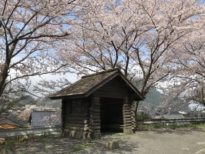 一気に散った桜・・・