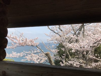 桜と日本海・佐津海岸魚見小屋から