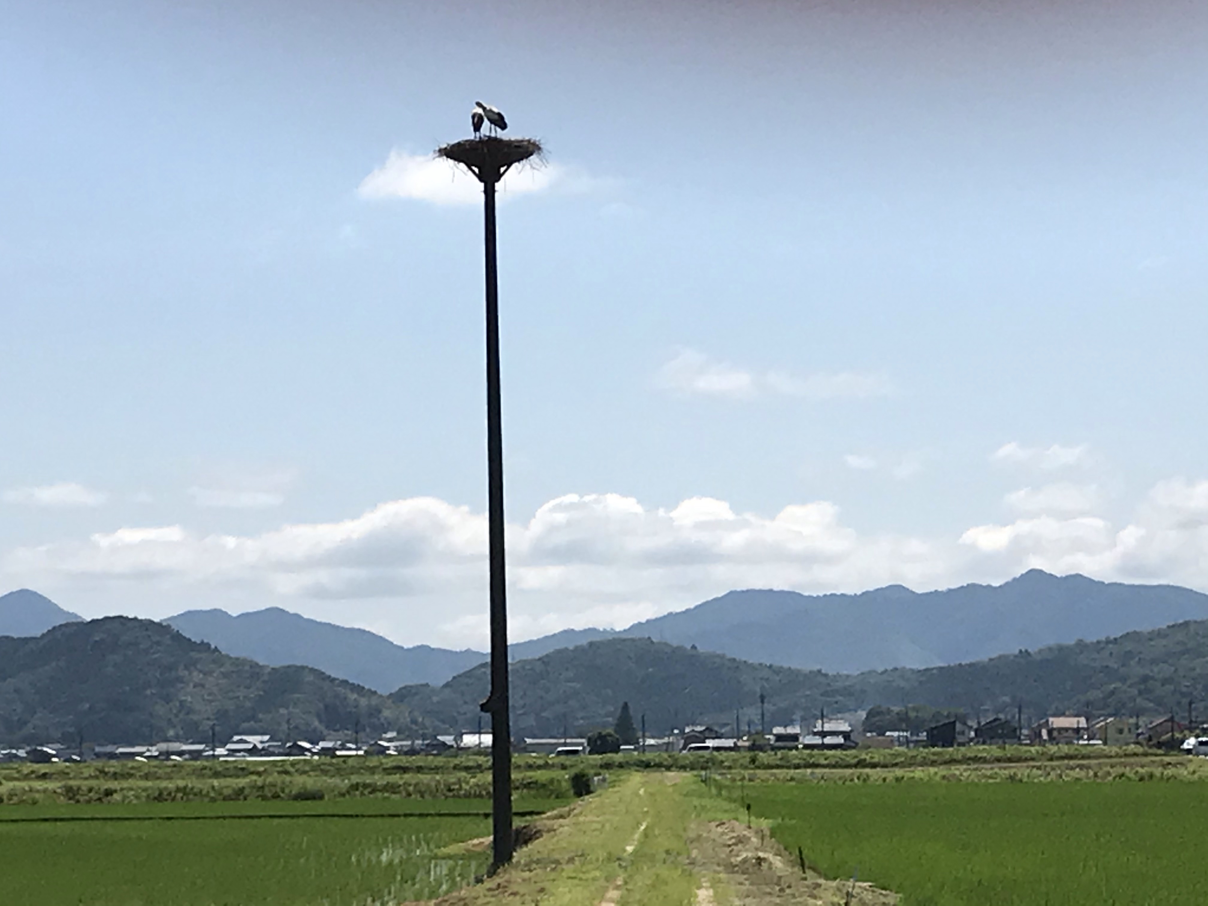 コウノトリ200羽に